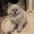 Beautiful bluepoint lynx Ragdoll 3 thumbnail