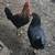 Hens 1 thumbnail