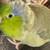 Parrotlet 2 thumbnail