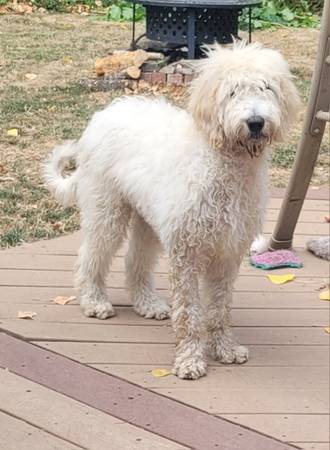 Goldendoodle de 5 meses (Gresham)63842372761217122