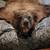 Bear skin rug 4 thumbnail