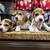BEAGLE PUPPIES 6 thumbnail