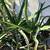 Aloe Barberae Tree Aloe $7 & Up 7 thumbnail