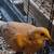 DOVE  many collors breading kind 2 thumbnail