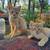 Kittens 1 thumbnail