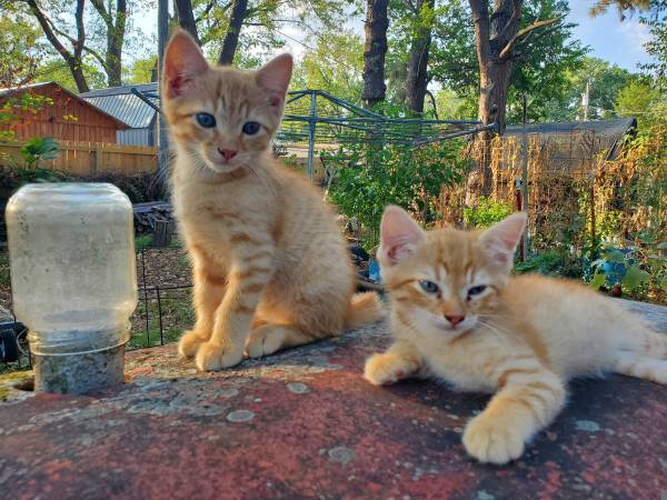 Kittens 1