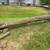 Black walnut log 1 thumbnail