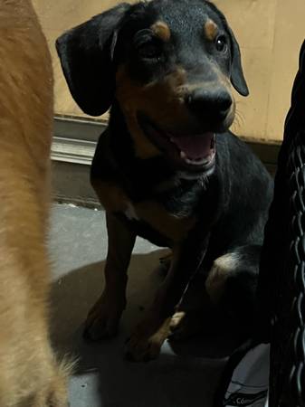Pug mix with poodle (Maricopa)64007248256643120