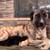 Anatolian Shepherd / Lab puppies for sale 6 thumbnail