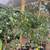 Valley Lemon Trees - 2 Feet Tall - Over 50 Citrus Varieties in stock 12 thumbnail