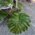 Philodendron Monstera plant in Green Ceramic Pot 2 thumbnail