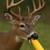 Deer Corn 1 thumbnail