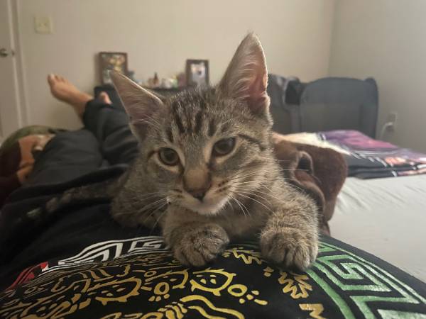 Gatito macho atigrado marrón de 16 semanas de edad para reubicar63839344668673120