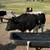 micro mini bull 3 thumbnail