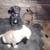 Beautiful LAB puppies 8 thumbnail