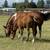 REGISTERED HALF WELSH GELDING 2 thumbnail