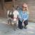 Miniature Mediterranean Donkeys for sale 5 thumbnail