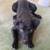 Brown nose and blue pit bulls 4 thumbnail