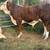 Braford Bull 6 thumbnail