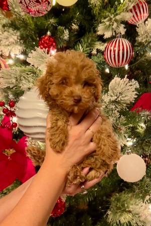 FULL BLOOD Toy Poodles 1