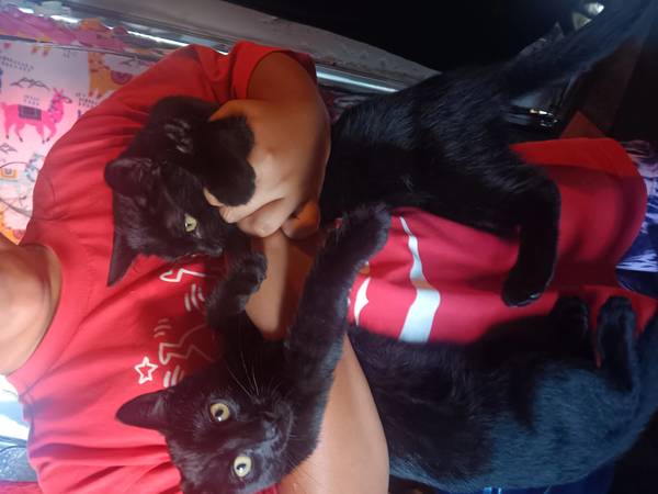 Kittens for responsible adoption (mountain view)63658975943939123