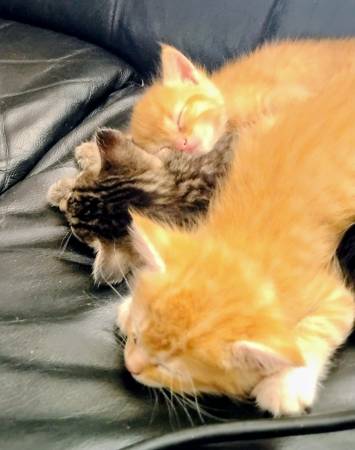 3 kittens in need of a forever home! 1