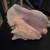 SEA SHELL OLD LARGE HORSE CONCH 10 WIDE X 7 TALL 1 thumbnail