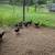 Ayam Cemani Chicks 3 thumbnail