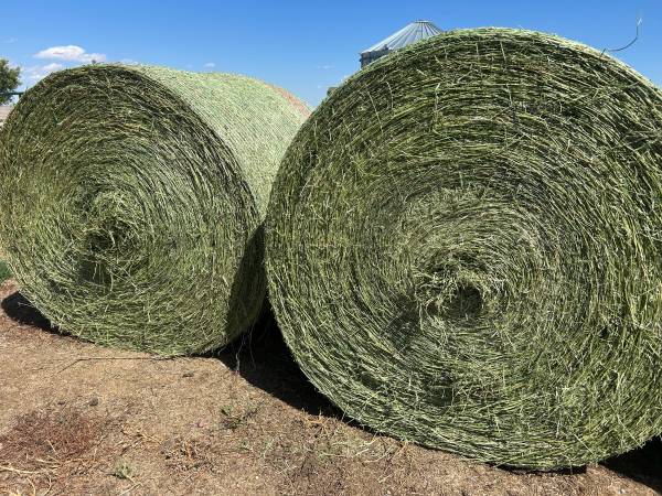 1st cutting alfalfa 1