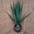 Giant Agave Faux Plant in pot 10 thumbnail