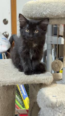 2 kittens for rehoming (Raymond)63857444638721120