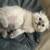 Beautiful British longhair kittens 18 thumbnail