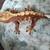 Crested gecko 6 thumbnail