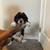 Cocker Spaniel 2 thumbnail