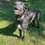 Anatolian /Irsh wolfhound puppies 6 thumbnail