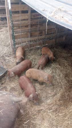 *****PIGS FOR SALE***** 1