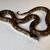 #1 California Kingsnake Adult Female 2 thumbnail