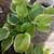 Hosta plant sale 4 thumbnail