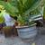 Elephant Ear Plants in Heavy Ceramic Pot 1 thumbnail