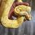3 ball python 1 thumbnail
