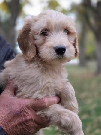 Golden Doodle (Garretson)64280092079363120