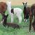 Alpacas 16 thumbnail