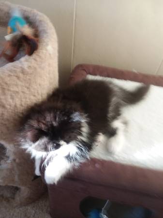 $500 Reward for lost Cat, Back and white Persian (Spokane/ Fairwood park)63970213737475122