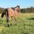 AQHA bay roan filly 19 thumbnail