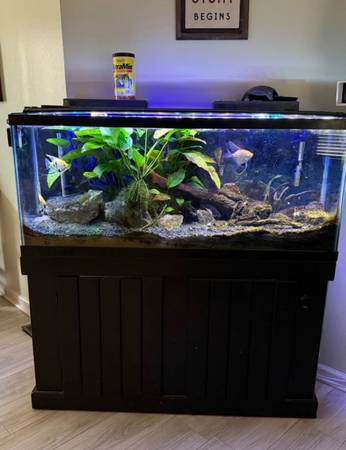 55 Gal Aquarium 1