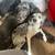 Blue Mere Cockapoo. Low rehoming fee 1 thumbnail