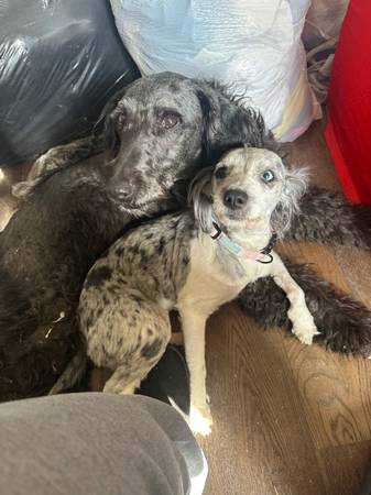 Blue Mere Cockapoo. Low rehoming fee 1