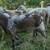 Katahdin ram lambs (and a few ewes 3 y.o.) 4 thumbnail