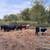 Bred cows 23 thumbnail