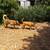 Pet Related Housing Issues? Pet / Sitting / Boarding short/long term 12 thumbnail